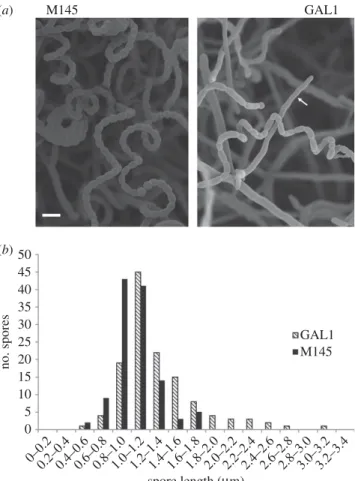 Figure 1. Compromised sporulation of the sepG null mutant of S. coelicolor.