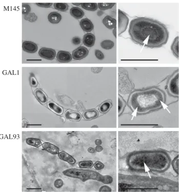 Figure 4. Aberrant nucleoid distribution in sepG mutant spores. (a) Fluorescence micrographs of nucleoid distribution in the spores; Top, STED images; bottom, light images