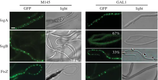 Figure 6. Effect of SepG on the localization of eGFP fusions of SsgA, SsgB and FtsZ. All proteins localize correctly in wild-type cells (M145, left)