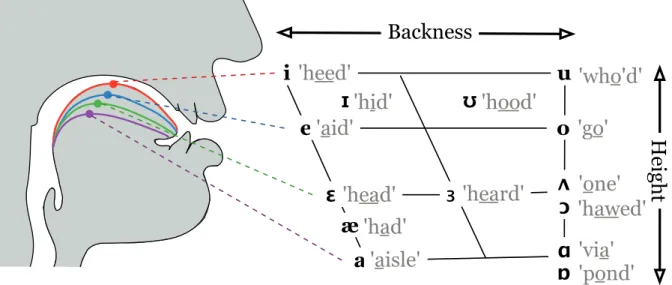Figure 3.1: Vowels in American English (IPA format), differentiated by their height and backness.