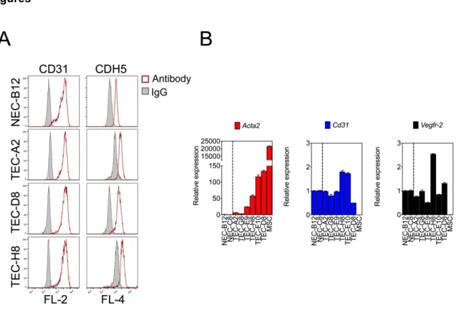 Figure 4-1. Characterization of NEC and TEC clones.  