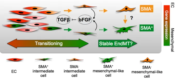 Figure 4-7. Schematic diagram of TGFβ and bFGF interactions during EndMT.  