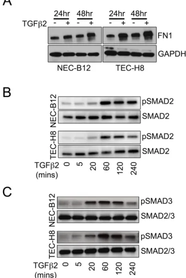 Figure 4-S1. Characterization of FN1 expression and SMAD2/SMAD3 phosphorylation in  NEC versus TEC challenged with TGFβ2