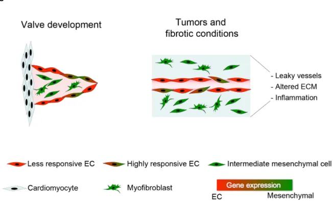 Figure 1-1. EndMT in development and disease.  