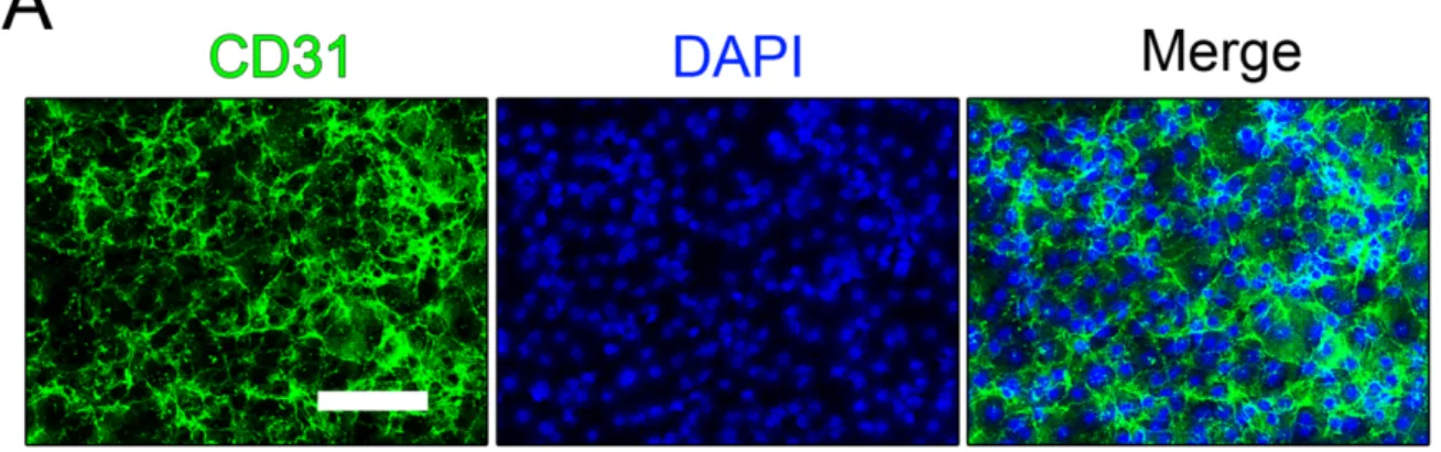 Figure  2-4.  Expanded  EC  cultures  retain  endothelial  marker  CD31  and  endothelial  function in vitro