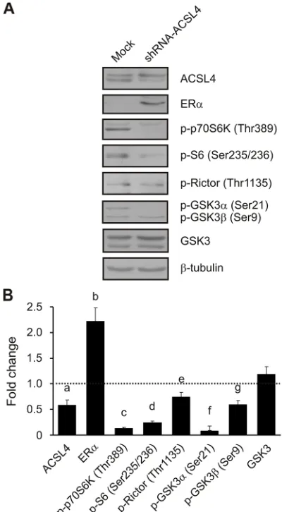 Figure 6: ACSL4 effects on the mTOR pathway in MDA-MB-231 cells. MDA-MB-231 cells were transfected with the pSUPER.retro plasmid containing a shRNA targeted to ACSL4 (shRNA-ACSL4) or an empty plasmid (mock)