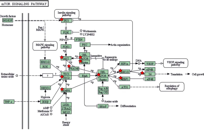 Figure 2: Description of ACSL4 effects on mTOR signaling pathway components. The mTOR pathway scheme was obtained from KEGG_PATHWAY database
