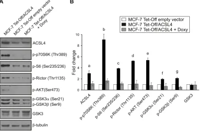Figure 4: Validation of ACSL4 effects on the mTOR pathway in MCF-7 cells. Whole cell extracts were obtained as described for RPPA from MCF-7 Tet-Off empty vector, MCF-7 Tet-Off/ACSL4 and doxycycline-treated MCF-7 Tet-Off/ACSL4 cells (Doxy, 1 ug/ml, 48 h)