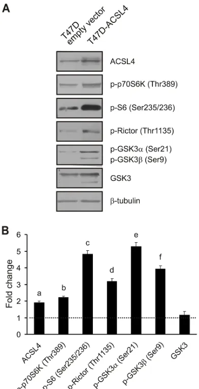 Figure 5: ACSL4 effects on the mTOR pathway in T47D cells. T47D cells were transfected with the plasmid containing ACSL4 cDNA (T47D-ACSL4) or empty plasmid (T47D empty vector)