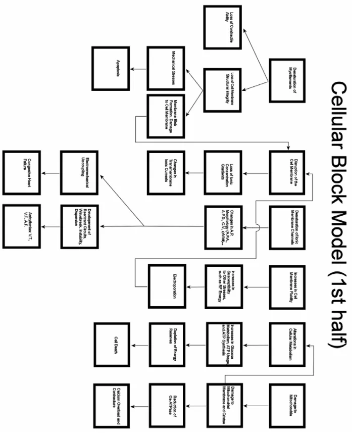 Figure 1.1  Myocardial model for cell damage following exposure to hyperthermia (first half) 
