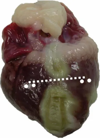 Figure 3.1  Photograph showing the minimum activation path length. Bipolar pacing and recording electrodes  are shown as white circles, while white dotted line indicates the activation path length