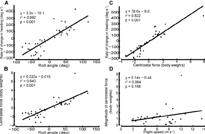 Figure 6: Turning mechanics. For 42 turns I compared (A) rate of change in heading with  respect to roll angle, (B) centripetal force with respect to roll angle, (C) rate of change in heading  with respect to centripetal force, and (D) flight speed with re