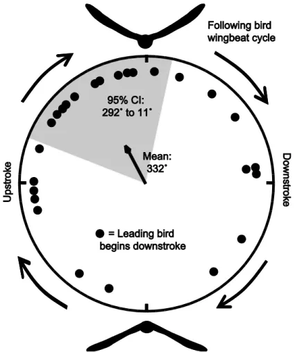 Figure 8: Wingbeat phase offset. Here I show the phase offset of the beginning of downstroke  among the follower and leader