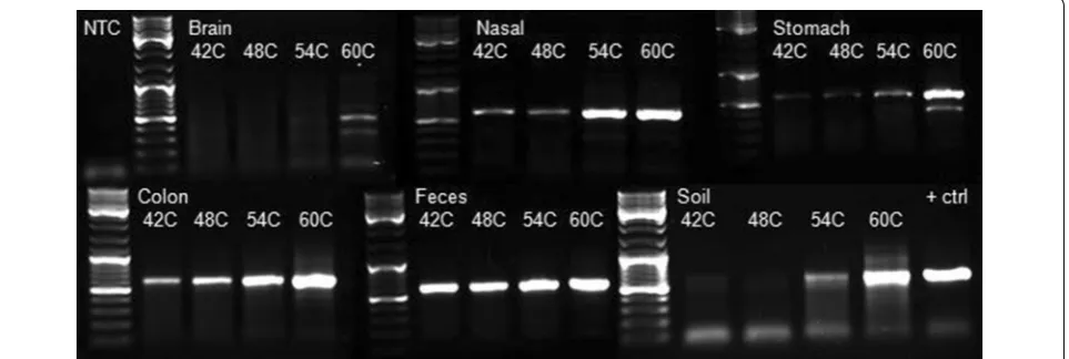 Table 2 Quantification of genomic DNA extracted from pig tissue and soil microbiomes