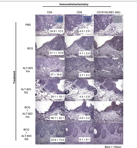 Fig. 3 Treatment-related infiltration of lymphocytes in bladders of female mice bearing tumors