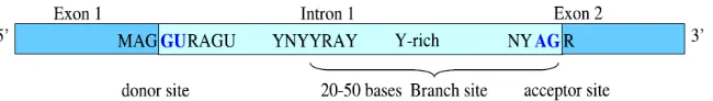 Fig. 1 Mechanism of splicing in eukaryotic 