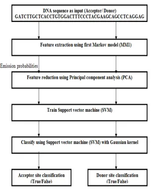 Fig. 6 Proposed model; The input DNA sequence is pre-processed by 1st order Markov model, PCA used for feature reduction