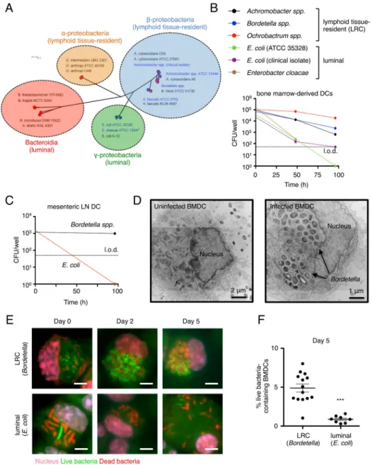 Figure 1. Lymphoid tissue-resident commensal bacteria colonize bone marrow-derived and  primary dendritic cells