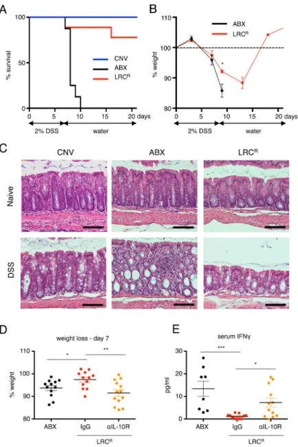 Figure 6. Lymphoid tissue-resident commensal bacteria promote IL-10R-dependent protection  from DSS-induced intestinal tissue damage and mortality