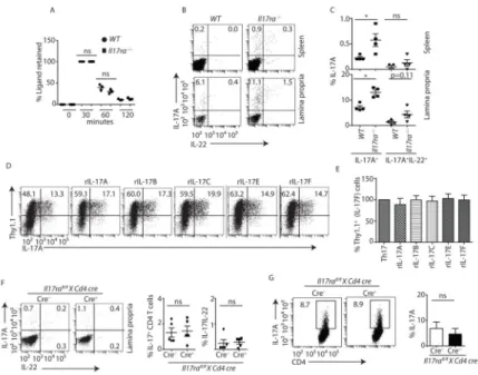 Figure 1. Exacerbated Th17 responses in Il17ra −/−  mice are not due to a T cell intrinsic defect (A) WT (n=3) and Il17ra −/−  (n=3) mice were treated with recombinant IL-17A, and serum  IL-17A concentration was determined by ELISA.