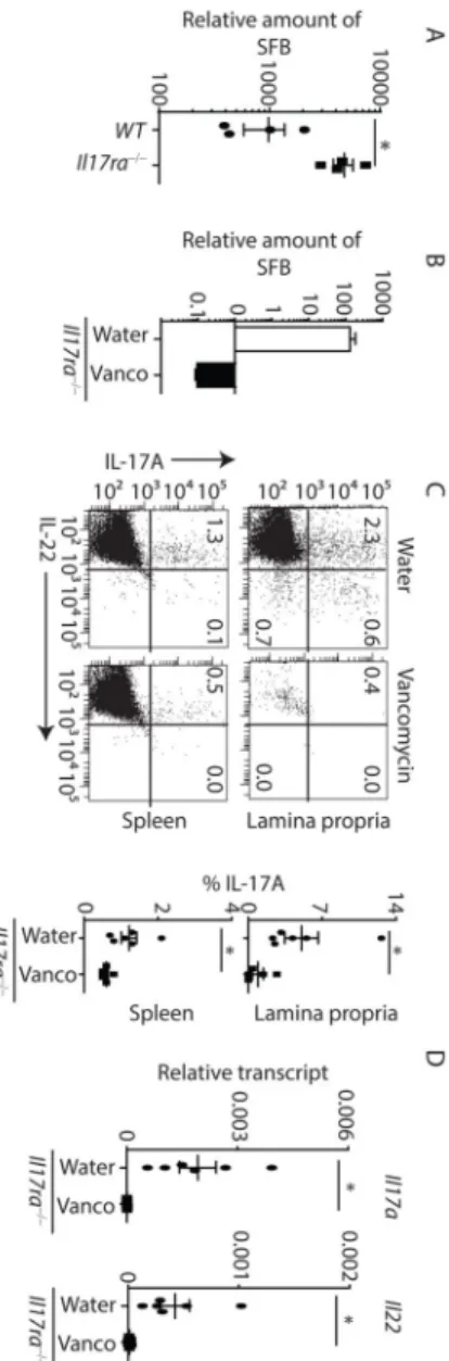 Figure 2. Expanded Th17 responses in ll17ra −/−  mice is microbiota (SFB)-dependent (A) Fecal contents of co-housed age and gender matched WT (n=4) and Il17ra −/−  (n=4)  mice were analyzed for SFB colonization by qPCR.