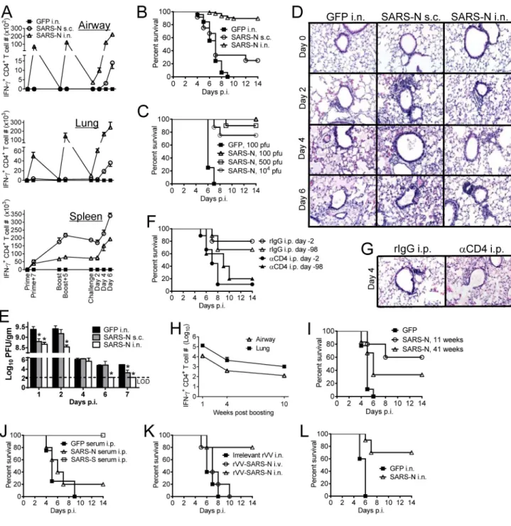 Figure 1. Intranasal vaccination with VRP-SARS-N results in CD4 +  T cell-dependent protection  against lethal SARS-CoV infection