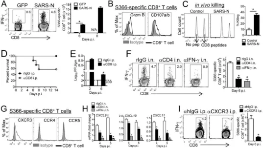 Figure 5. Airway CD4 +  T cell-derived IFN-γ promotes CXCR3-dependent mobilization of virus- virus-specific CD8 +  T cells to the infected lung