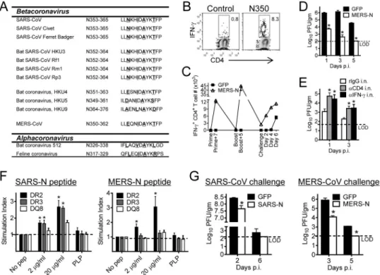 Figure 6. The N-specific CD4 +  T cell epitope is conserved in MERS-CoV and is presented by  human HLA-DR2 and DR3 molecules