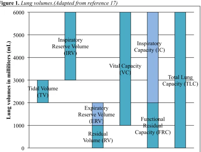 Figure 1. Lung volumes.(Adapted from reference 17) 