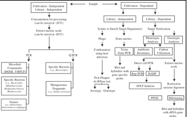 Figure 1.1. Schematic representation of common methods for tracking sources of  fecal pollution using microbial analyses (from Santo Domingo, et al., 2007; permission  obtained from Elsevier, 2012)