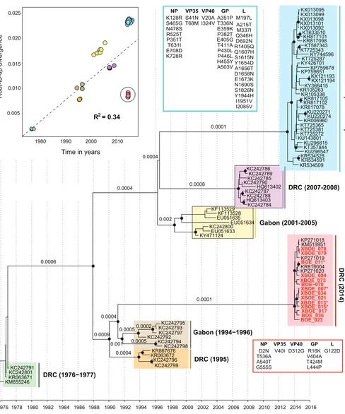 FIG 1 Temporal signal and molecular clock phylogeny of the Zaire ebolavirus lineage. (Top left) Regression of sample collection dates against root-to-tip geneticdistances obtained from an estimated maximum likelihood phylogeny