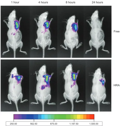Figure 6 Typical in vivo noninvasive fluorescence images of tumor-bearing mice at 1 hour, 4 hours, 8 hours, and 24 hours after intravenous injection of DiR-loaded HRA nanoparticles and free Dir.Note: The NIR fluorescence images and X-ray images were fused 