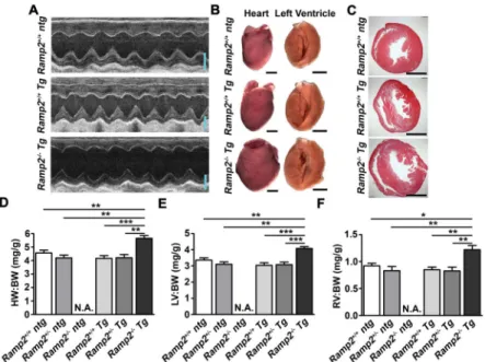 Figure 3. Ramp2 −/−  Tg adults develop spontaneous dilated cardiomyopathy