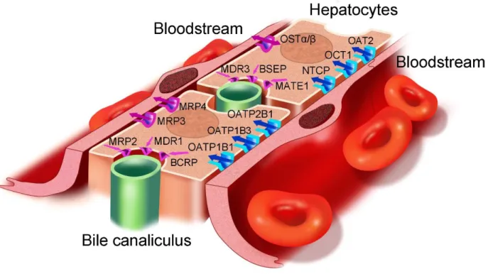 Figure 2.1. In vivo architecture of polarized hepatocytes with distinct apical and basolateral  domains facing respectively the bile canaliculus and bloodstream
