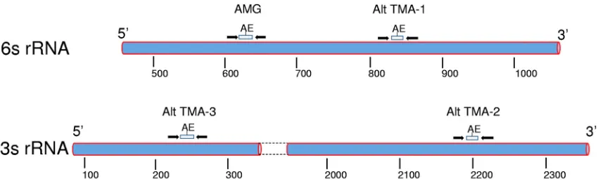 FIG 1 Schematic of target regions for primers and probes used in the TMA assays for Mycoplasma genitalium in 16S and 23S ribosomalRNAs