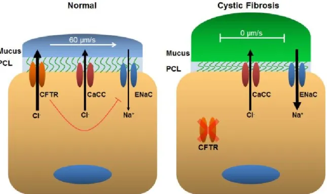 Figure 1.1. Regulation of ASL.  Left, In normal airways, CFTR and CaCC are present  to regulate ASL hydration