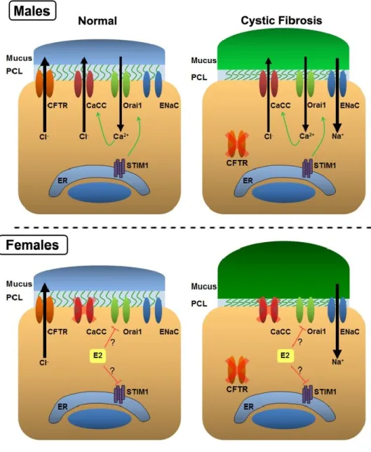 Figure 1.5. Potential Effect of E2 on ASL Hydration.  Top, In normal males, CFTR,  CaCC, and ENaC are present to maintain normal ASL hydration