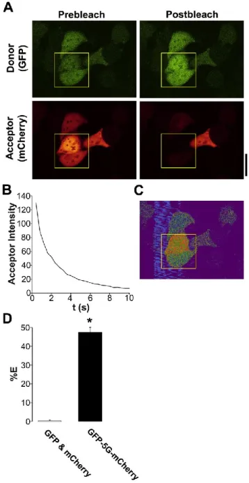 Figure 2.2. eGFP linked to mCherry with 5 glycines (eGFP-5G-mCherry) undergoes  near-maximal FRET