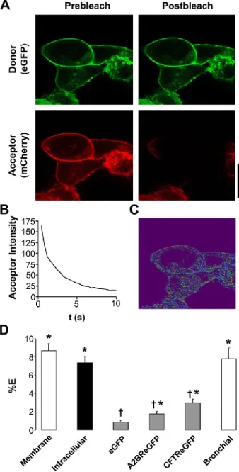 Figure 2.3. Ano1-eGFP and Ano1-mCherry undergo specific FRET in the plasma  membrane.  A, Typical confocal micrographs of eGFP (green, donor) and  Ano1-mCherry (red, acceptor) before and after photobleaching of Ano1-Ano1-mCherry