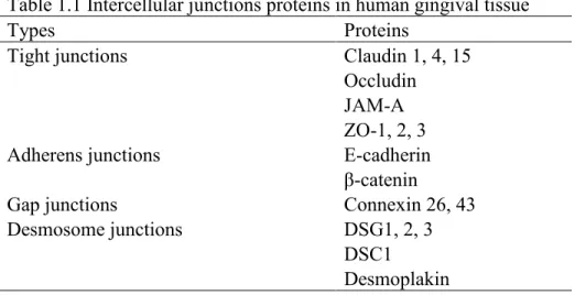 Table 1.1 Intercellular junctions proteins in human gingival tissue 