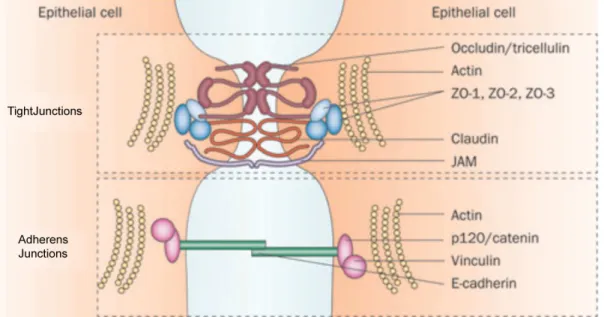 Figure 1.1 Major components of tight junctions and adherens junctions. 