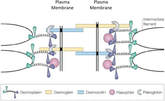 Figure 1.3 Molecular structures of desmosome junctions. 