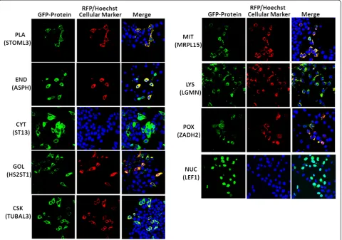Figure 2 Experimental validation of predicted localization of human proteins. GFP-tagged full-length genes of target proteins and RFP-taggedcompartment specific genes were transiently co-expressed in two normal and two breast cancer cell lines