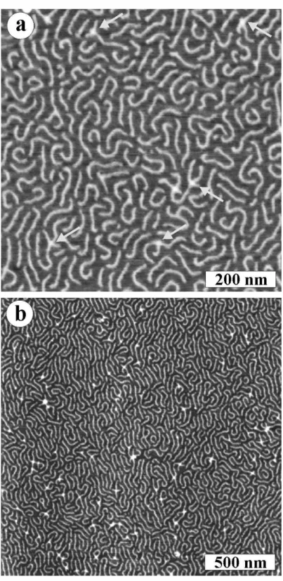 Figure 3.3: Individual molecules of polymer 1 were clearly resolved by tapping mode AFM.