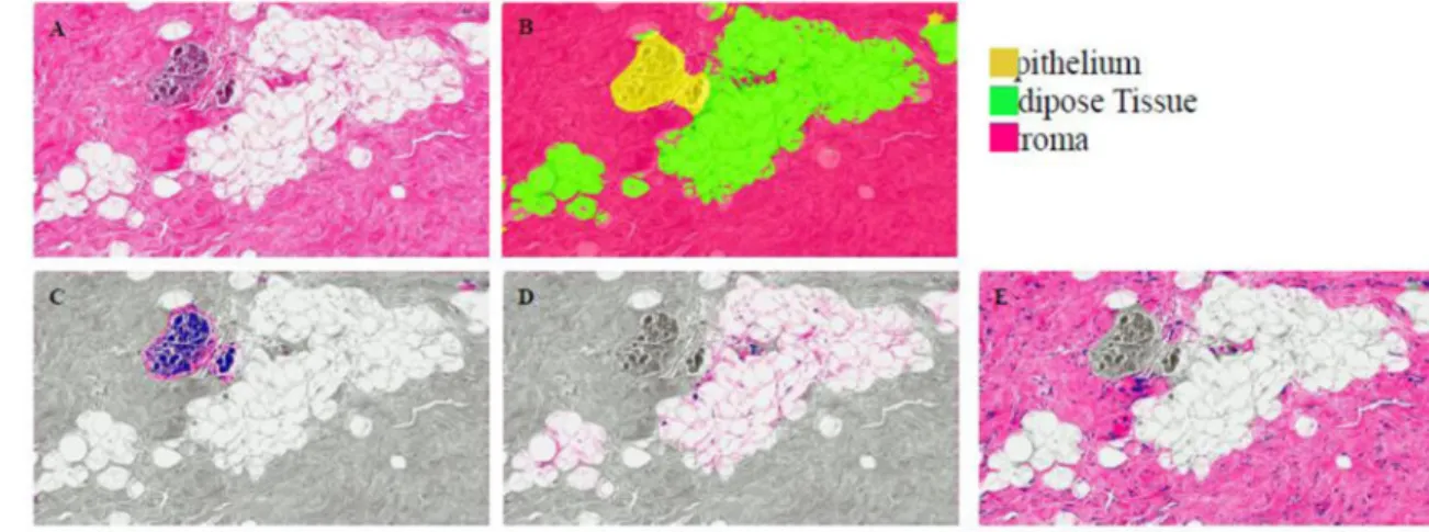 Figure 1. Quantitative histological data obtained with novel morphometric methods