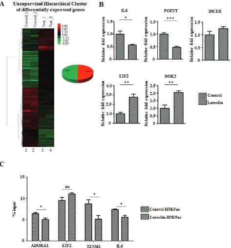 Figure 4: Luteolin mediated p300 acetyltransferase inhibition leads to an alteration in gene expression profile
