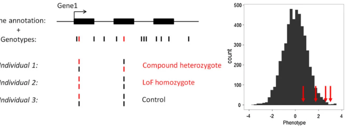 Figure 3. Quantile-quantile (QQ) plots of association results between predicted gene knockouts (KOs) and anthropometric traits in the (A–C) NHLBI Exome Sequence Project (ESP) and (D –F) GIANT ExomeChip datasets
