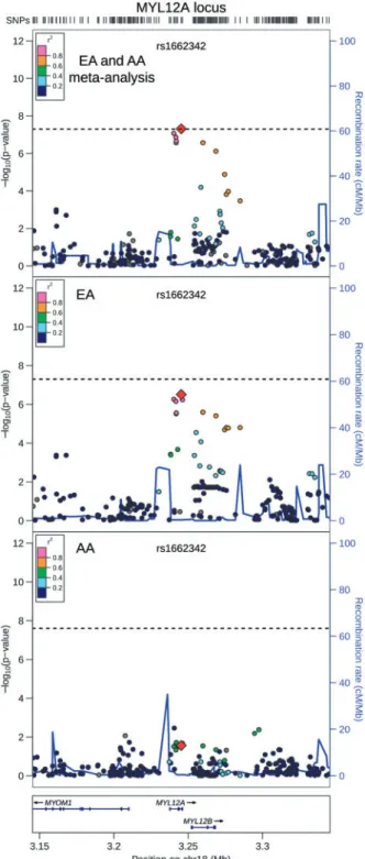 Figure 2. Association between rs3922844 genotype and SCN5A expression in hu- hu-man atrial tissue