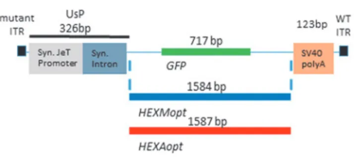 Figure 1. Adeno-associated viral (AAV) construct diagrams. The expres- expres-sion cassette design for packaging GFP and codon-optimized verexpres-sions of human HEXA and HEXM included a novel synthetic promoter–intron  com-bination (UsP) along with the si