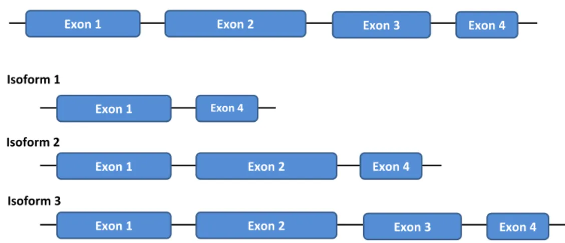 Figure 3.1: Hypothetical gene and isoform construction model.